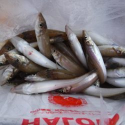 遊漁船 幸友丸 釣果