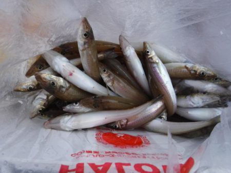 遊漁船 幸友丸 釣果