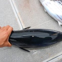 へいみつ丸 釣果