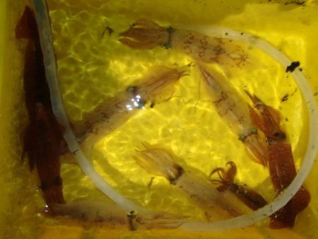 第二むつ漁丸 釣果