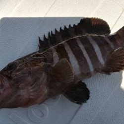 IDATEN（イダテン） 釣果