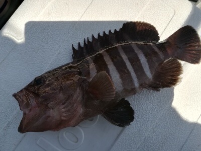 IDATEN（イダテン） 釣果