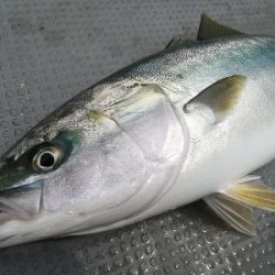 IDATEN（イダテン） 釣果