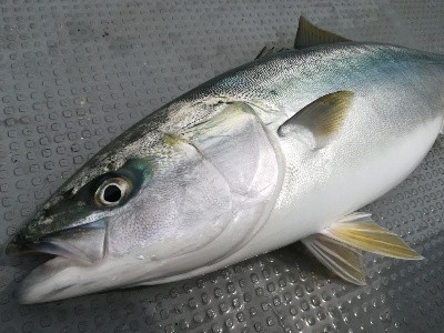 IDATEN（イダテン） 釣果