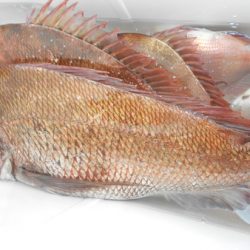 こうゆう丸 釣果