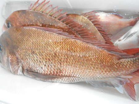 こうゆう丸 釣果