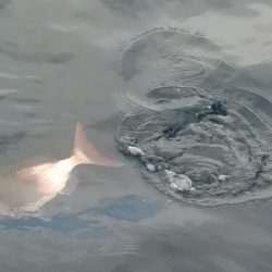 IDATEN(イダテン) 釣果