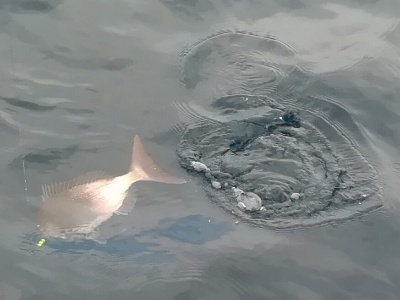 IDATEN(イダテン) 釣果