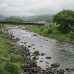 狩野川(狩野川漁業協同組合) 釣果