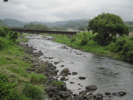 狩野川(狩野川漁業協同組合) 釣果