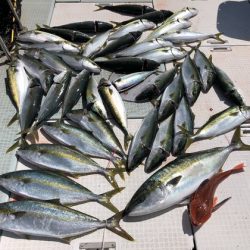 ふじしめ丸 釣果