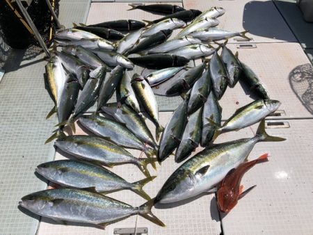 ふじしめ丸 釣果