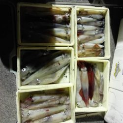 第二大福丸 釣果