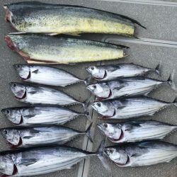 へいみつ丸 釣果