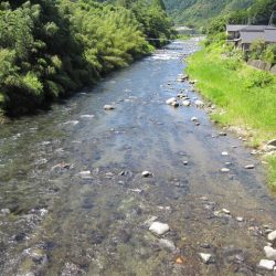 狩野川(狩野川漁業協同組合) 釣果