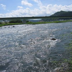 狩野川(狩野川漁業協同組合) 釣果
