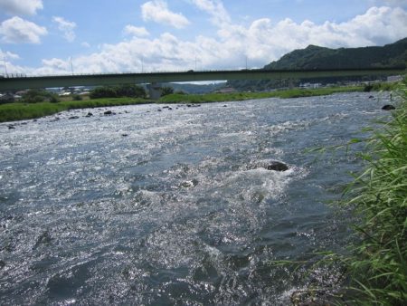 狩野川(狩野川漁業協同組合) 釣果