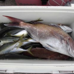 大進丸（新潟） 釣果