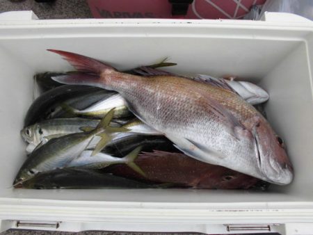 大進丸（新潟） 釣果