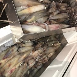 寿裕 （YOSHIHIRO） 釣果