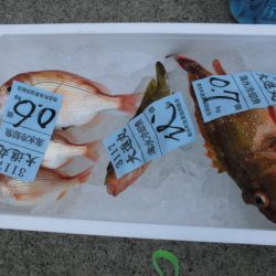 大進丸(新潟) 釣果