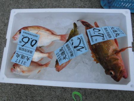 大進丸(新潟) 釣果