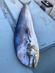 ことぶき丸 釣果