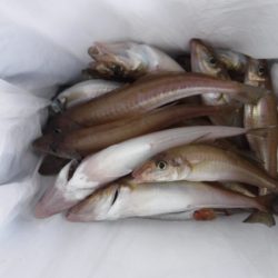 遊漁船 幸友丸 釣果