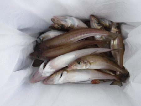 遊漁船 幸友丸 釣果