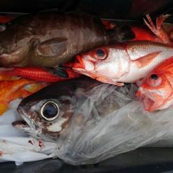 遊漁船 新鋭丸 釣果