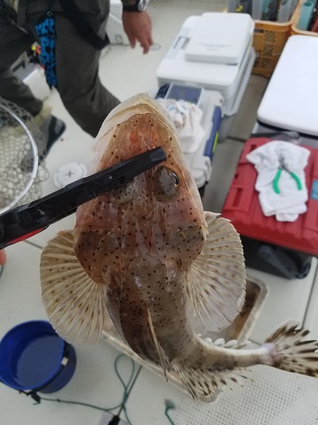 遊漁船　ニライカナイ 釣果