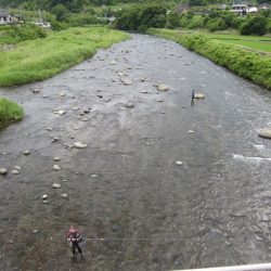 狩野川(狩野川漁業協同組合) 釣果