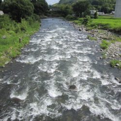 狩野川(狩野川漁業協同組合) 釣果