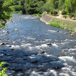 狩野川(狩野川漁業協同組合) 釣果