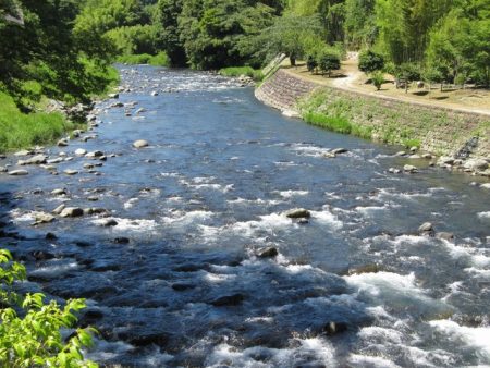 狩野川(狩野川漁業協同組合) 釣果
