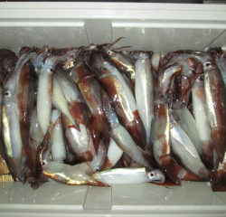 なかくに丸 釣果