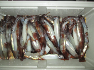 なかくに丸 釣果