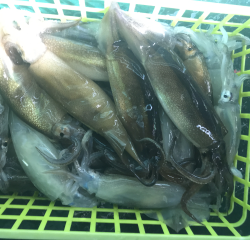 なかくに丸 釣果