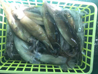 なかくに丸 釣果