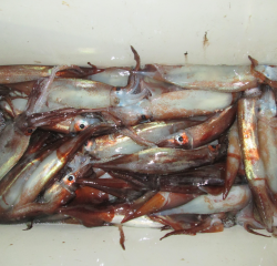 なかくに丸 釣果