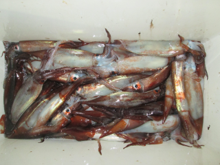 なかくに丸 釣果