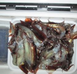 なかくに丸 釣果