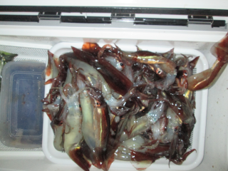 なかくに丸 釣果