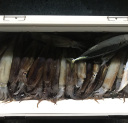 なかくに丸 釣果