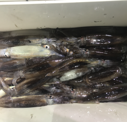 なかくに丸 釣果