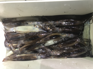 なかくに丸 釣果