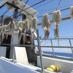 大進丸(愛知) 釣果