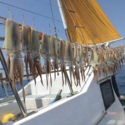 大進丸（愛知） 釣果