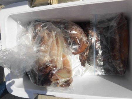 大進丸（愛知） 釣果