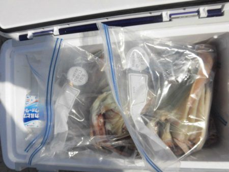 大進丸（愛知） 釣果